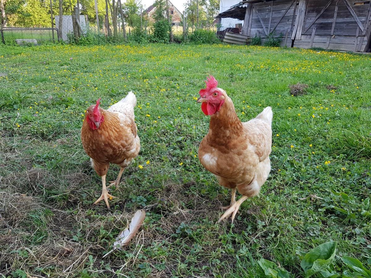 Homestay Kapl Ledinek Esterno foto